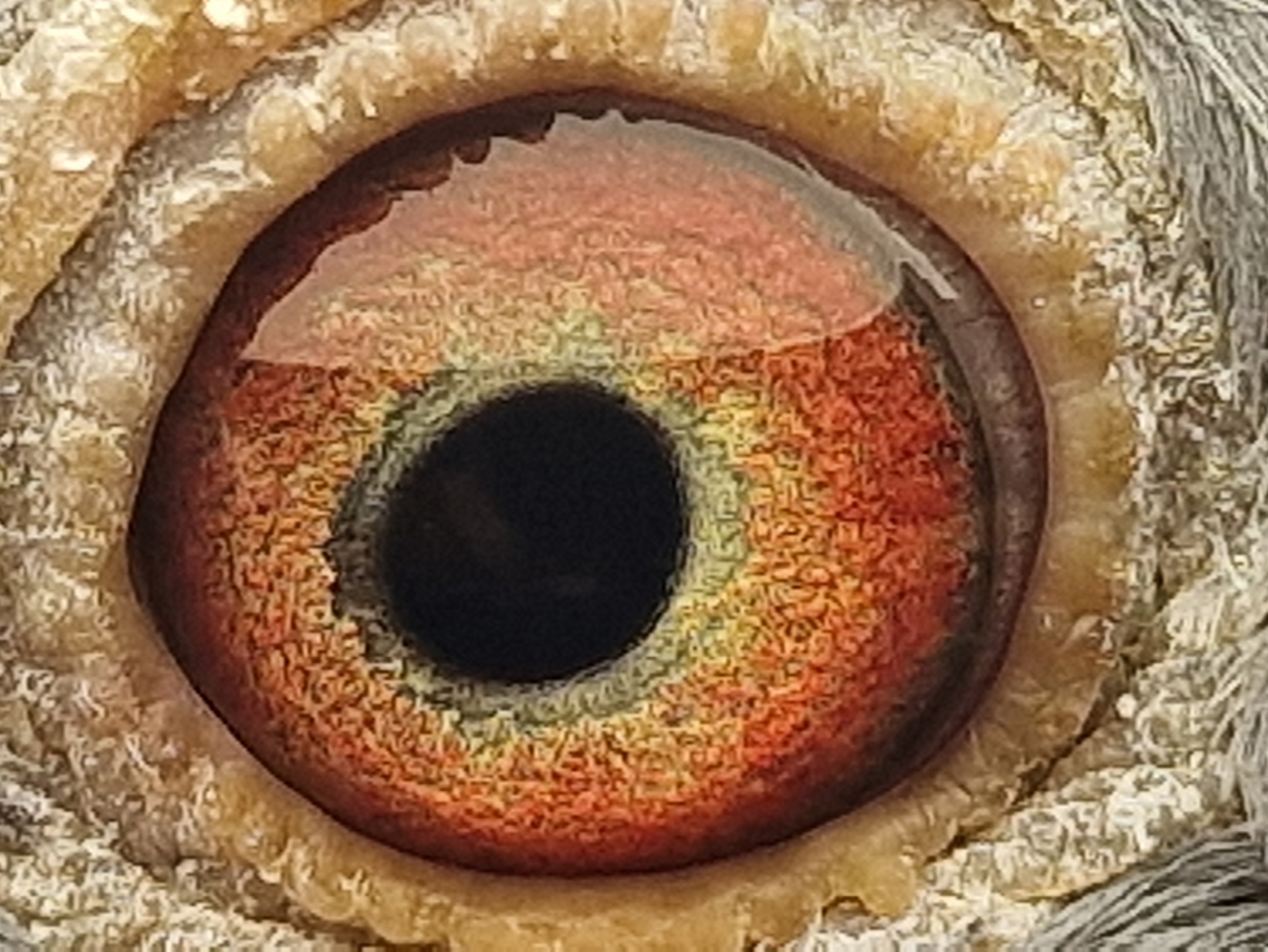 Pigeon eye